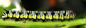 Larvae